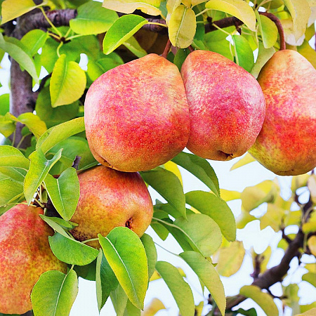 Груша саженцы, Чусовая, морозостойкий