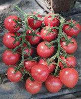Помидор-черри семена, Рианна F1, гибридный, среднеспелый