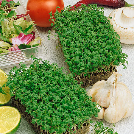 Микрозелень семена, Кресс-салат, раннеспелый