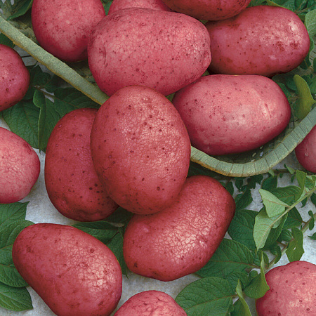 Картофель семенной, Калинка, среднеранний