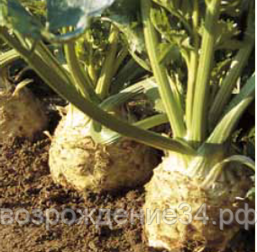 Сельдерей корневой семена, Ибис, ранний