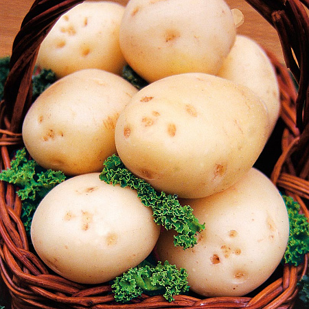 Картофель семенной, Невский, урожайный