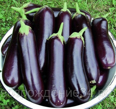 Баклажан семена, Рома F1, раннеспелый, гибридный