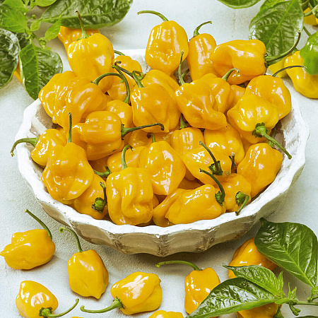 Перец острый семена, Хабанеро жёлтый, урожайный