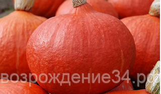 Тыква семена, Оранж Саммер F1, раннеспелый, гибридный