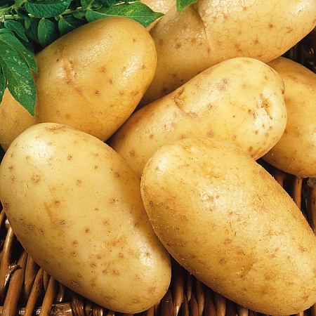 Картофель семенной, Уладар, раннеспелый, урожайный