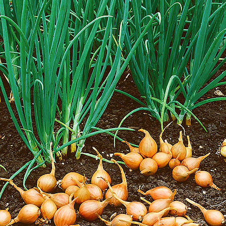 Лук-шалот семена, Сережка, острый