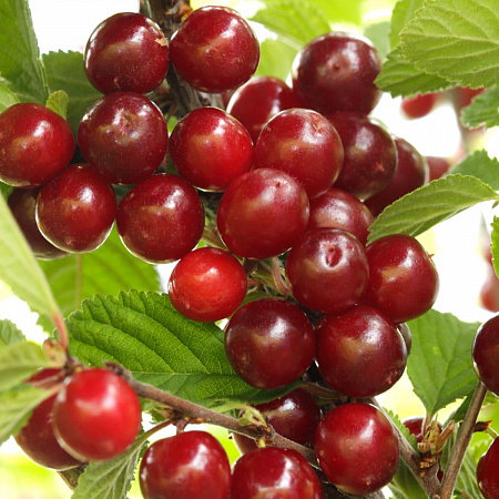 Вишня войлочная саженцы, Царевна, среднеранний