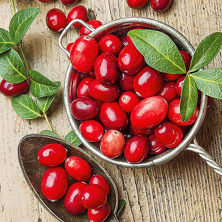 Клюква саженцы, Бен Лир, урожайный, ранний