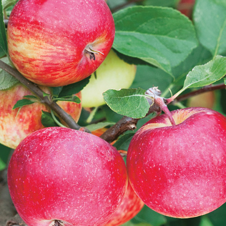 Яблоня саженцы, Шушенское, быстрорастущий