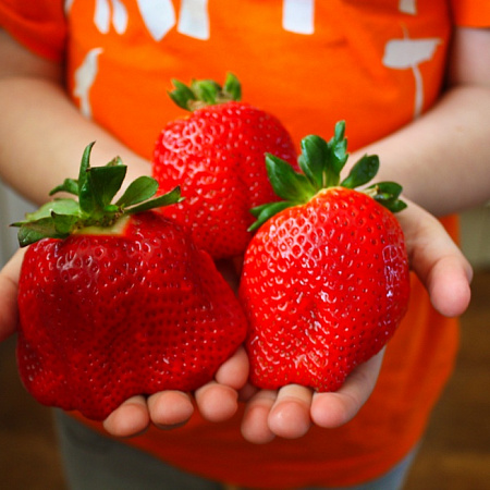 Земляника рассада, Близнецы, урожайный, крупноплодный