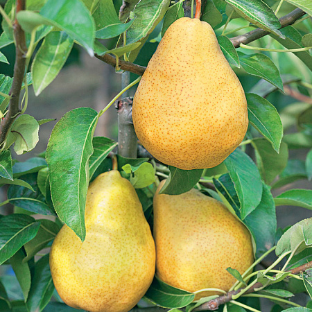 Груша саженцы, Дюшес, урожайный