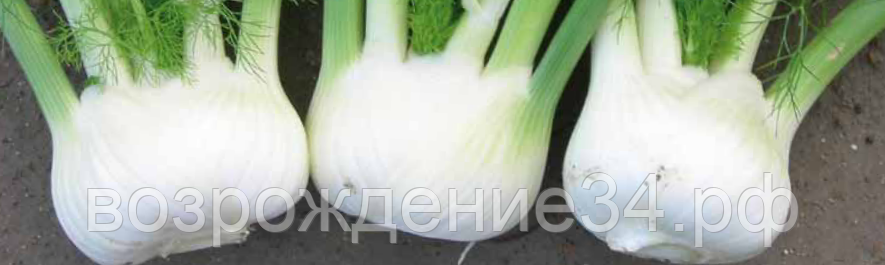 Фенхель семена, Прелюдия F1, ранний