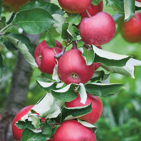 Яблоня  колоновидная саженцы, Созвездие, морозостойкий