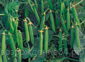 Горох семена, Бинго, урожайный