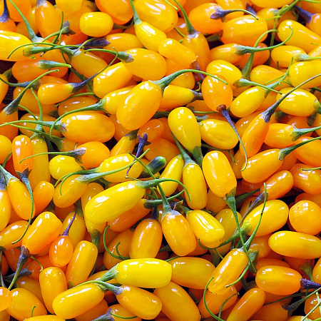 Годжи (дереза) саженцы, Сладкий янтарь, урожайный, морозостойкий