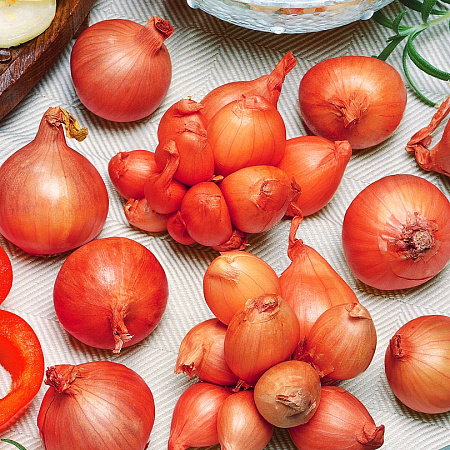 Лук-шалот семена, Старообрядческий, урожайный, острый