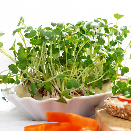 Микрозелень семена, Редис, раннеспелый