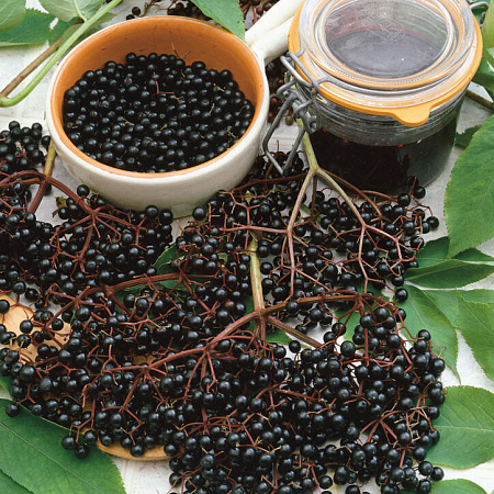 Бузина чёрная саженцы, Самуэль, урожайный, крупноплодный