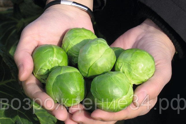 Капуста брюссельская семена, Франклин F1, раннеспелый, гибридный