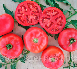 Помидор семена, Пинк Буш, гибридный, скороспелый