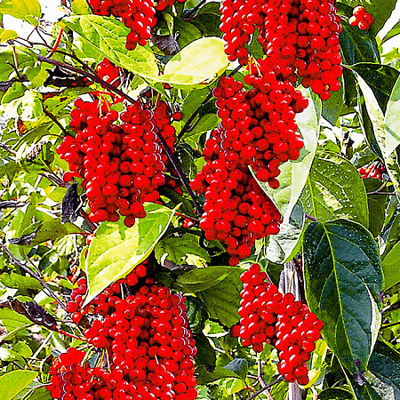 Лимонник саженцы, Китайский, среднеспелый