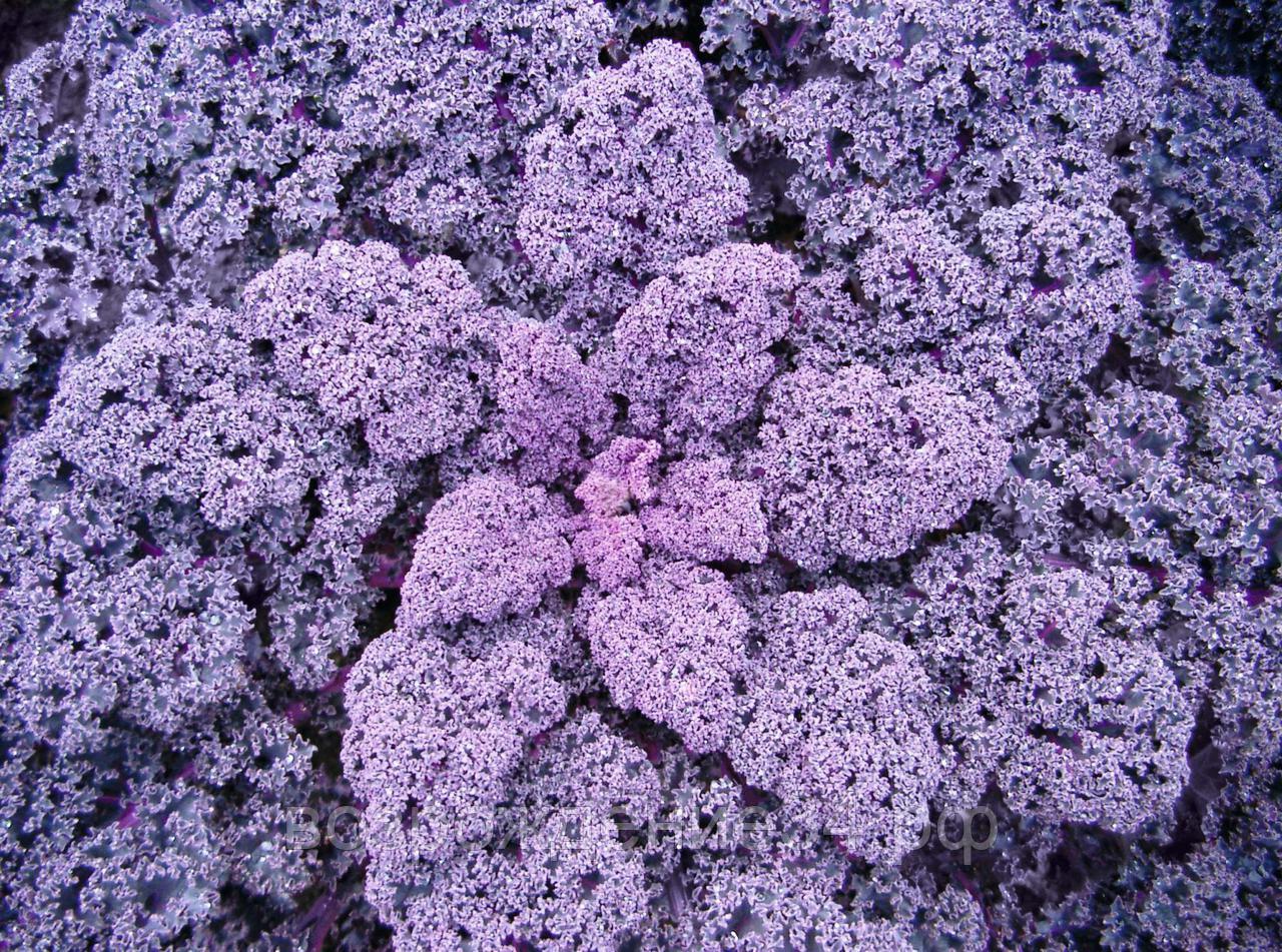 Капуста листовая семена, Редбор F1, гибридный, поздний