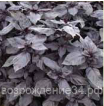 Базилик семена, Рози, быстрорастущий