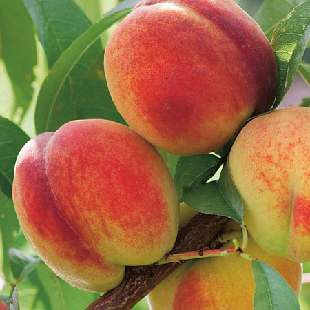 Персик обыкновенный саженцы, Ред Хевен, урожайный, 2 года, высота 110-130