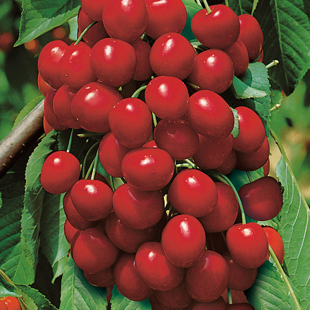 Черевишня саженцы, Превосходная Веньяминова, морозостойкий