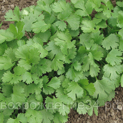 Кориандр семена, Базар, среднеспелый