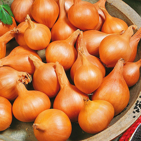 Лук-шалот семена, Великоустюгский, острый