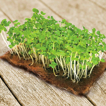 Микрозелень семена, Пак чой, раннеспелый