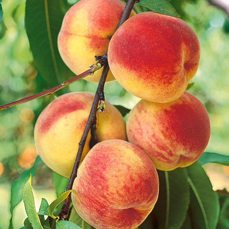 Персик обыкновенный саженцы, Сычёва, урожайный, морозостойкий
