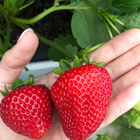 Земляника семена, Фернандо, урожайный