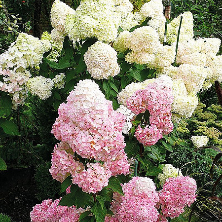 Гортензия саженцы, метельчатая  Сандей Фрайз, полутень