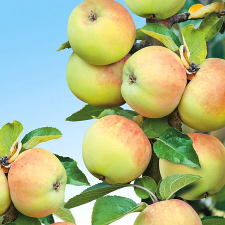 Яблоня саженцы, Богатырь, позднеспелый