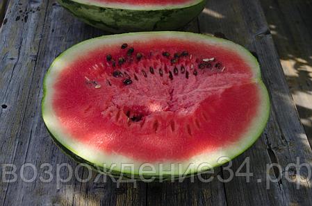 Арбуз семена, Бедуин F1, гибридный, ранний