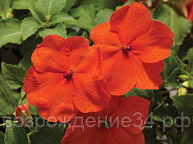 Бальзамин семена, Акцент Премиум, однолетний, оранжевый, светолюбивый
