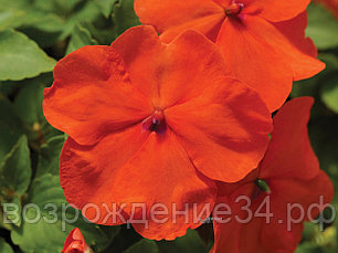 Бальзамин семена, Акцент Премиум, однолетний, оранжевый, светолюбивый