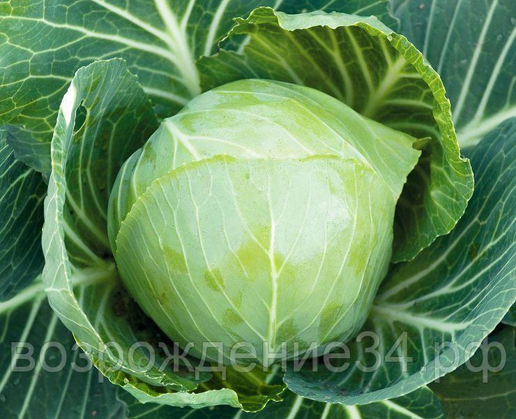 Капуста белокочанная семена, Агрессор, гибридный, поздний