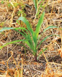 Десикант, Торнадо, раствор