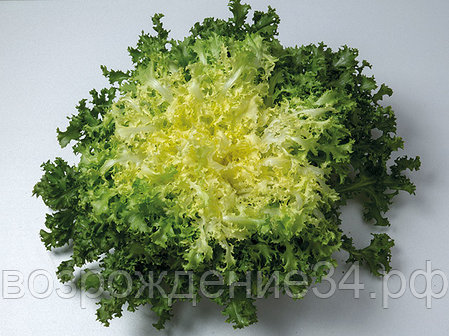 Салат Эндивий, Бекеле, морозостойкий