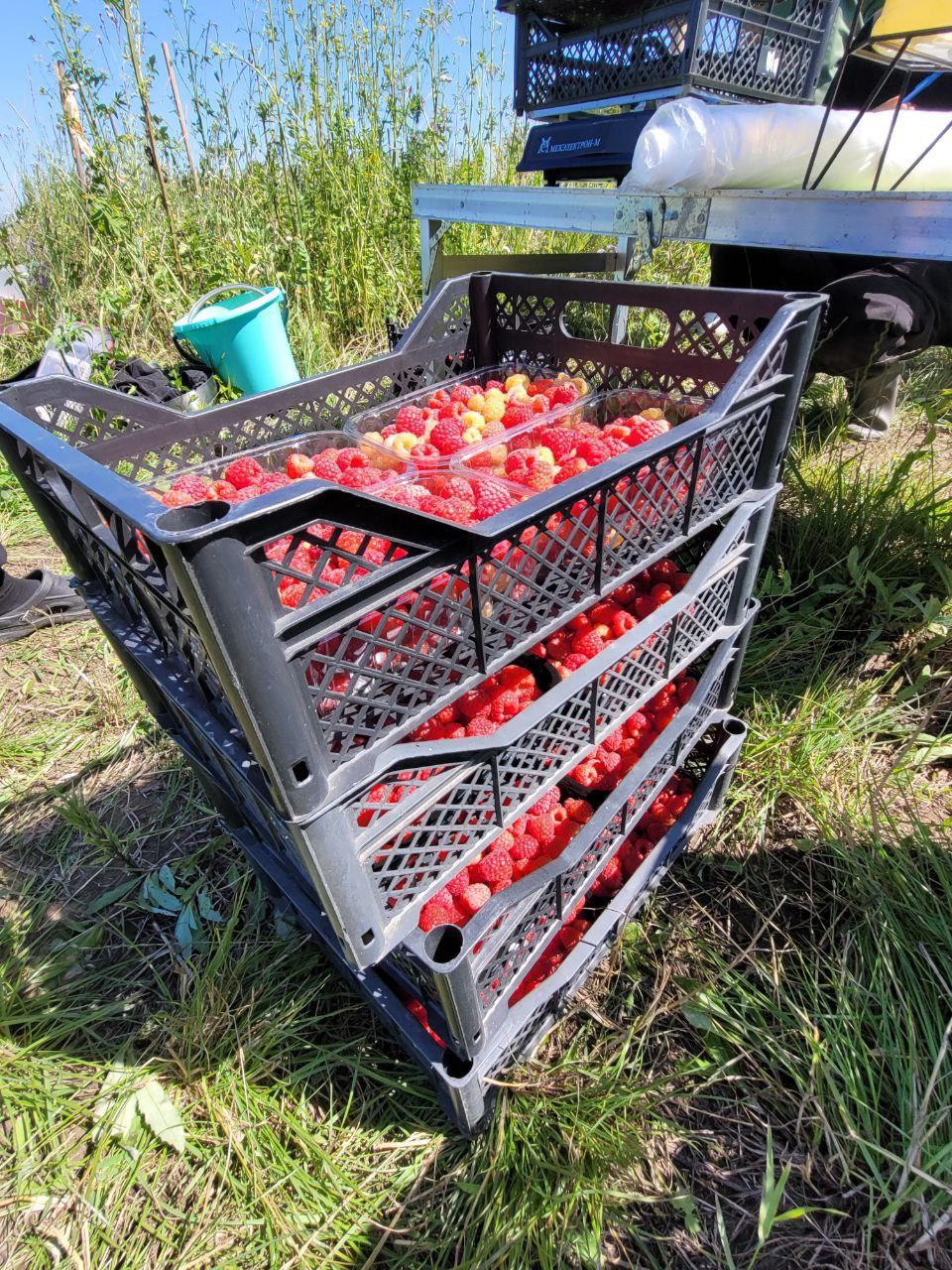 Сад плодовый смешанный, 1 га