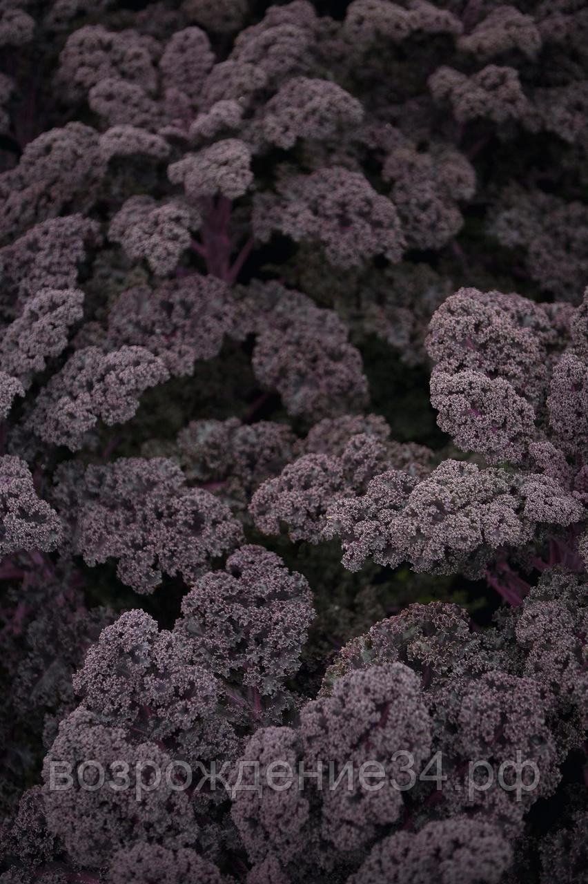 Капуста листовая семена, Редбор F1, гибридный, поздний