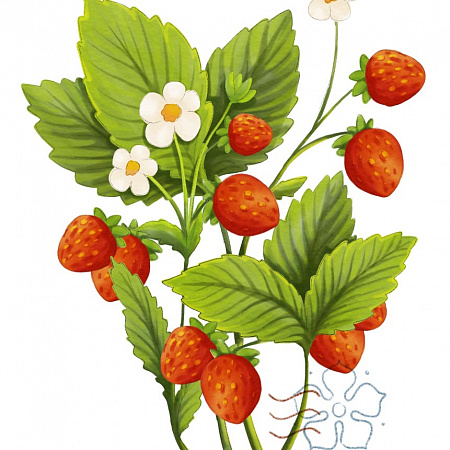 Земляника рассада, Мускатная, многолетний