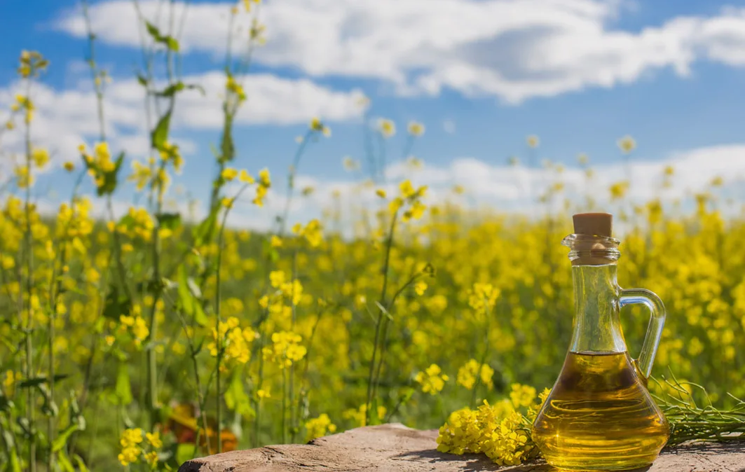 Масло растительное, Рапсовое, рафинированное